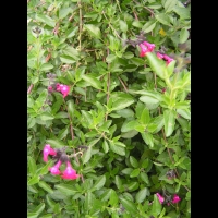 Sauge - Lamiaceae Salvia (02)